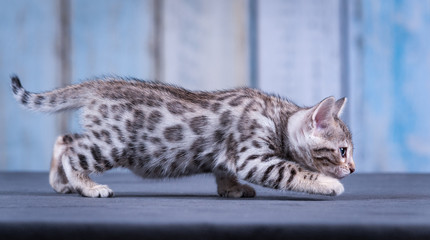 Titan Bengals in NW Ohio finding homes for adopted Silver Bengal Kittens in the US and Canada