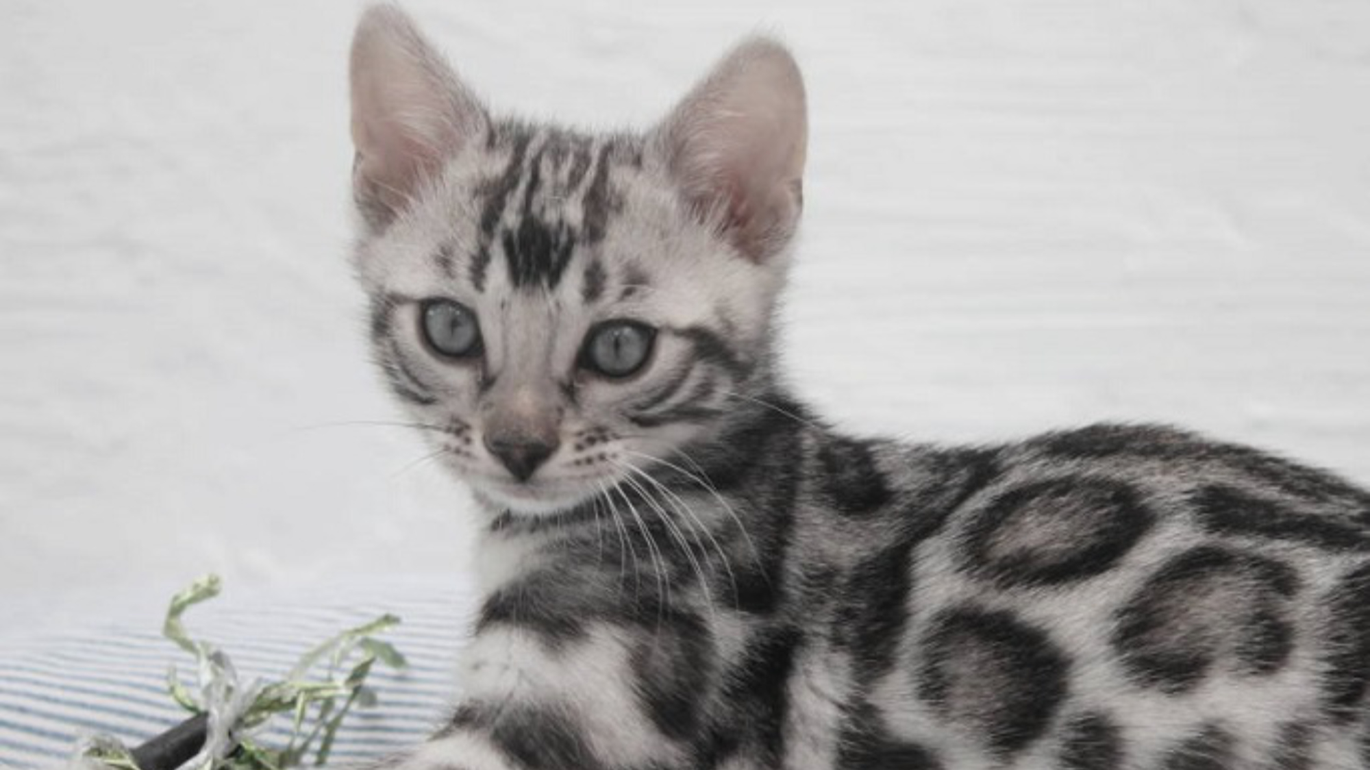 Titan Bengals in NW Ohio finding homes for adopted Silver Bengal Kittens in the US and Canada